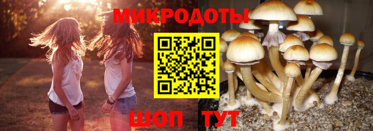 Галлюциногенные грибы Cubensis Качканар